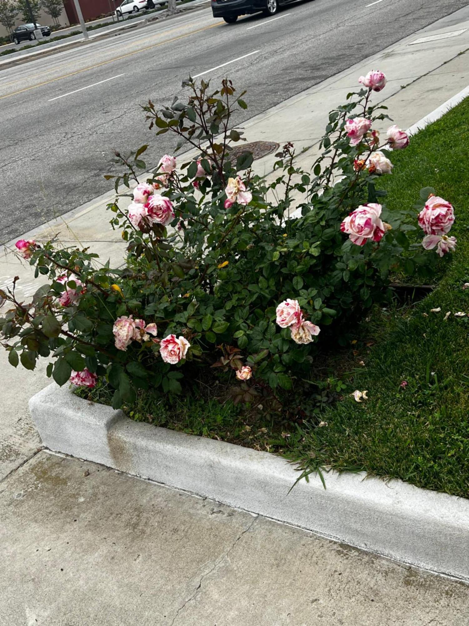 El Segundo Inn Hawthorne Luaran gambar
